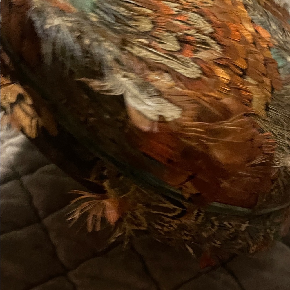 Feather Hat - Picture 6 of 15
